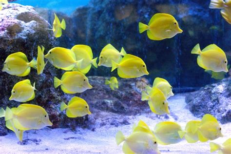 黄色い熱帯魚特集！水槽を明るくする、淡水魚・海水魚のおすすめ10選｜アクアリウム情報メディア熱帯魚・金魚の水槽・アクアリウム情報メディアサイト