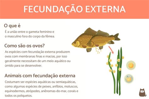 Fecundação Interna E Externa - 7