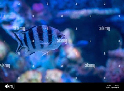 Sea Aquarium With Salt Water And Differenet Colorful Coral Reef Fish