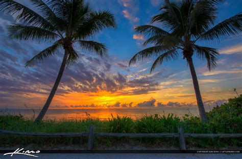 Two Coconut Trees At Sunrise On The Beach In Florida Hdr Photography