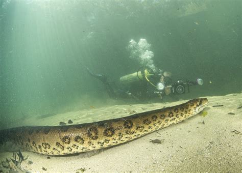 Sucuri Posa Para Foto E At Lambe A C Mera Em Rio De Guas