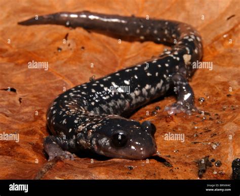 Endangered Salamander Hi Res Stock Photography And Images Alamy