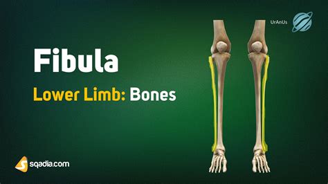 Lower Limb: Bones - Fibula