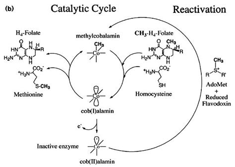 The Structure Of The C Terminal Domain Of Methionine Synthase