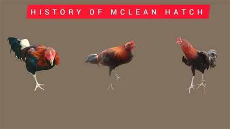 HISTORY OF MCLEAN HATCH BLOODLINE @mel-tv - YouTube