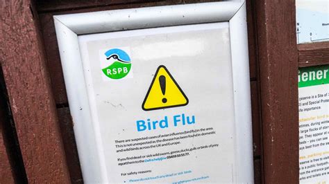 Report: US Government to Fund Moderna's Bird Flu Vaccine Trial