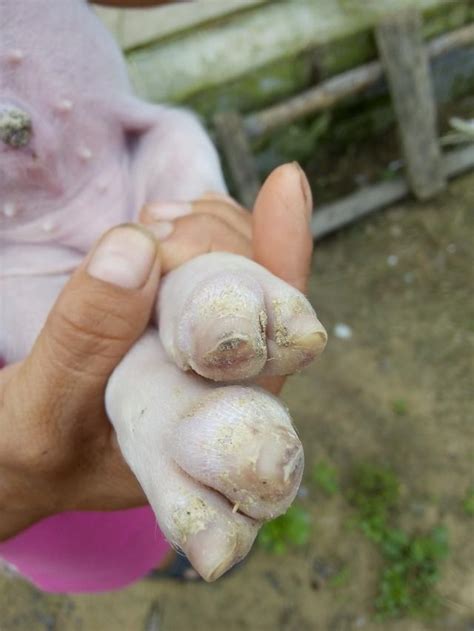 給豬做口蹄疫疫苗前做好這幾步，很好的減少應激不出現死豬不吃 每日頭條