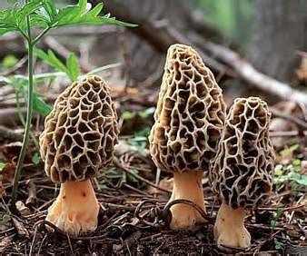 Morel Mushrooms - Lake of the Woods, MN