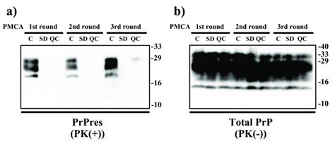 Inhibition Of Protein Misfolding Cyclic Amplification Pmca By Vhppa