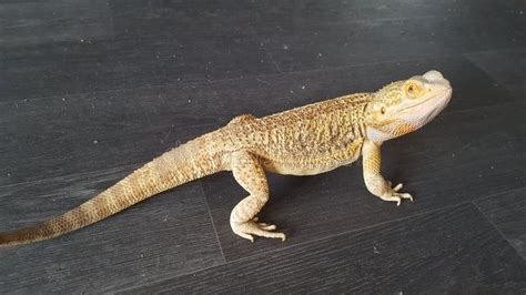 Bearded dragon stock image. Image of beardie, scales - 143247795