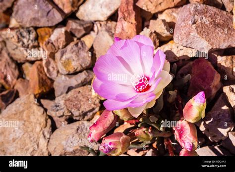 Montana Bitterroot Flower Hi Res Stock Photography And Images Alamy