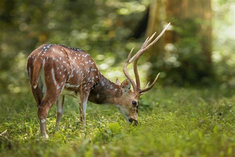 Deer Feeding Times - Tips & Tricks for Attracting More Game - Sweeney