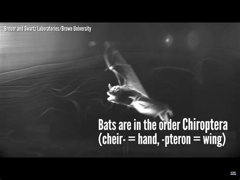 Pin by Kate Garchinsky, illustrator on Research: Bats! | Book projects