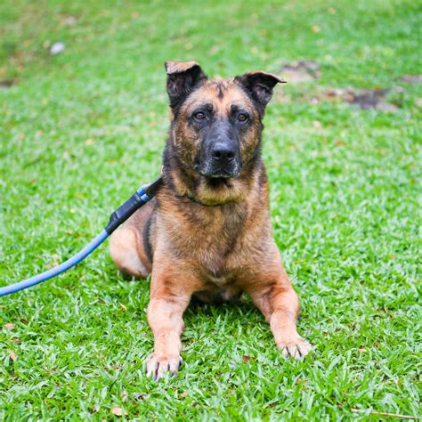 13 Retired Spore Military Working Dogs Up For Adoption In 2021