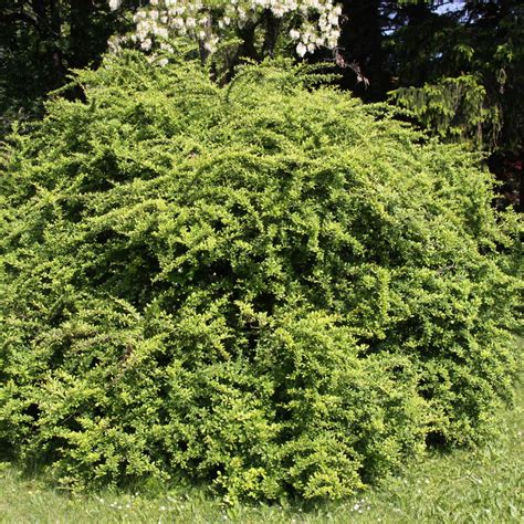 Grüne Heckenberberitze Berberis thunbergii gelb