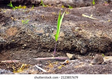 2,033 Sugarcane field india Images, Stock Photos & Vectors | Shutterstock