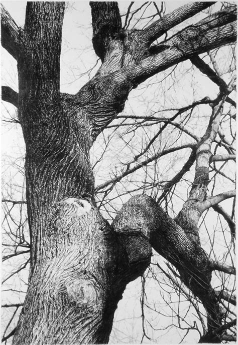 Images Sandra Allen Oak Tree Drawings Tree Drawings Pencil Tree Drawing