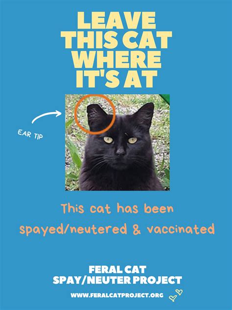Ear Tipping — Feral Cat Spay/Neuter Project