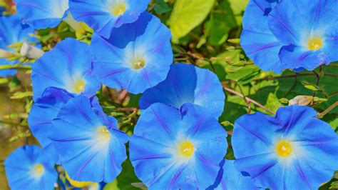 Morning Glory Care And Growing Guide Expert Tips For These Climbing