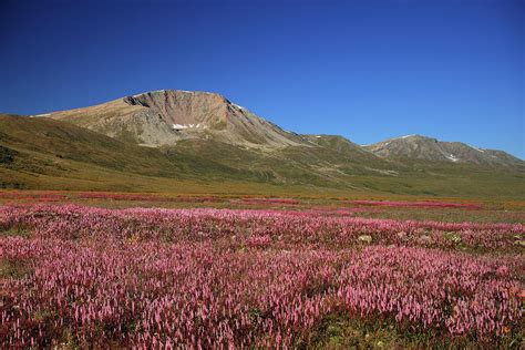 Deosai National Park by Nadeem Khawar