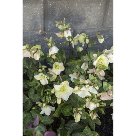 175mm Hellebore Helleborus Mollys White Bunnings Australia