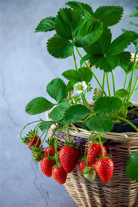 How To Grow Strawberries In Pots Organic Gardening Gardening Tips