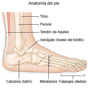 Fisura Del Pie En Ingles Sale Varsana