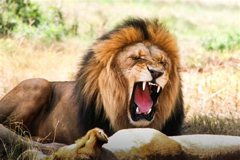 Premium Photo | Lion roar roaring lion close up of a lion roaring