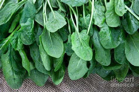 Harvested Baby Spinach Photograph By Inga Spence Fine Art America