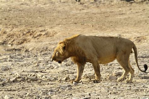 Top Imagen Tipos De Leones En Peligro De Extincion Abzlocal Mx