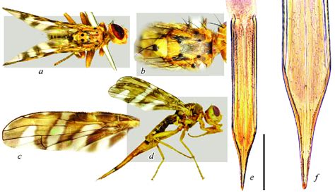Chaetorellia Acrolophi A C And B D F A Habitus Dorsal B Download Scientific
