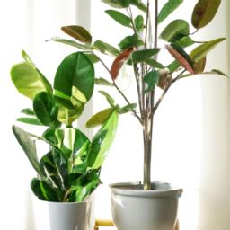 Can Indoor Plants Really Purify The Air? Debunking the Myth: Indoor ...