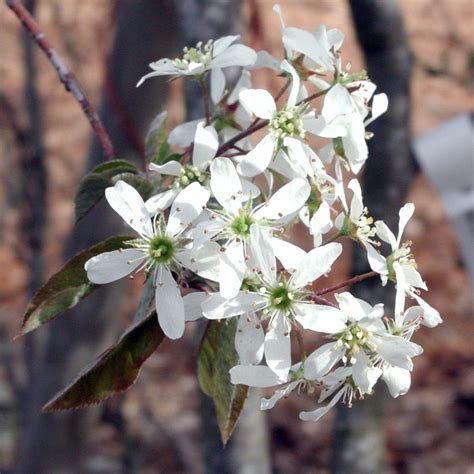 Rainbow Pillar Serviceberry Tree - Amelanchier canadensis 'Glennform ...