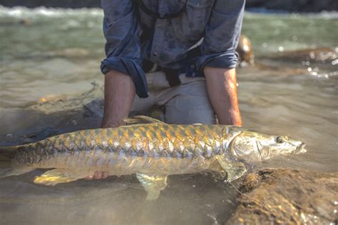 Fly Fishing Float Trips For Mahseer In The Himalayas Transformative