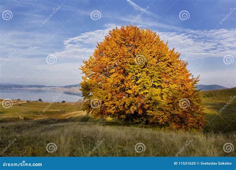 Single Autumn Tree Stock Photo - Image: 11531620