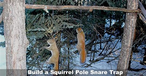 Squirrel Pole: How to Build a Squirrel Pole Snare Trap in Three Easy ...