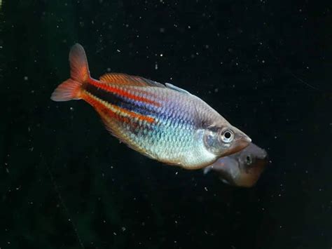 Rainbow Fish Moonlightaquatics