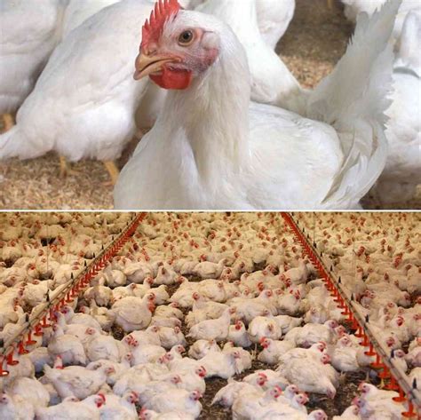 1000 Broiler Chicken Farming Project Model Report | Agri Farming