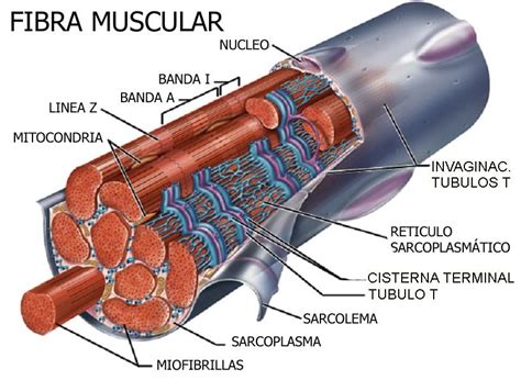 Hipertrofia Sarcoplasm Tica Vs Hipertrofia Sarcom Rica