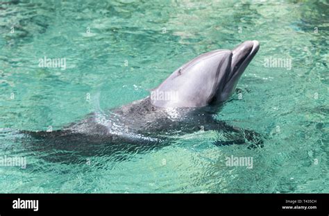 Dolphin Swimming In The In Red Sea Of Israel Near The City Off Eilat