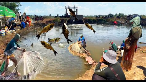 Unique Fishing Using Cast Nets Technique Catching Small Fish Under