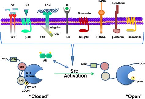 Src Signaling Pathways In Prostate Cancer Springerlink