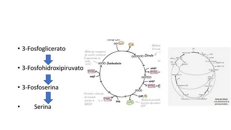 Mapa Metabólico 1 Pptx