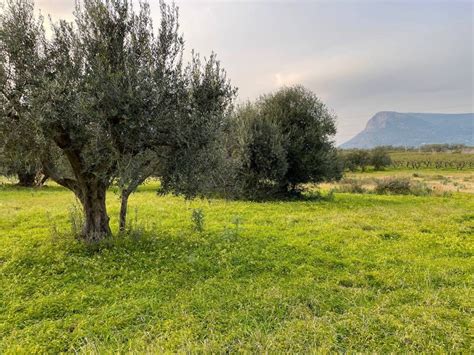 Terreno Agricolo Contrada Principe Di Mezzavilla Partinico Rif