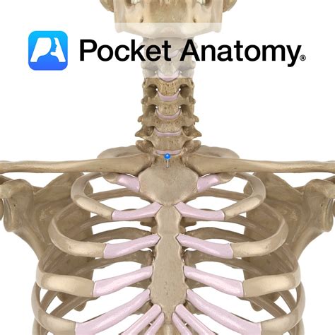 Sternum Jugular Notch Pocket Anatomy