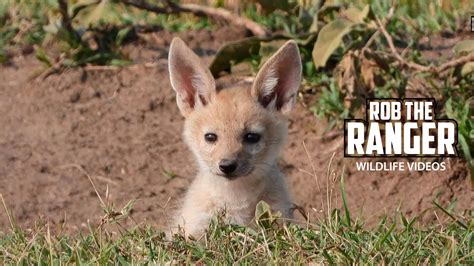 Visiting A Black Backed Jackal Den Maasai Mara Safari Zebra Plains