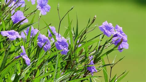 Ruellia simplex (Britton's Wild Petunia, Mexican Bluebell, Mexican ...