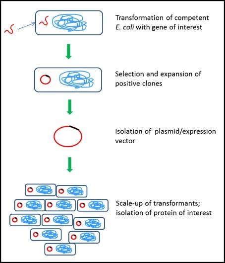 Protein Expression Systems