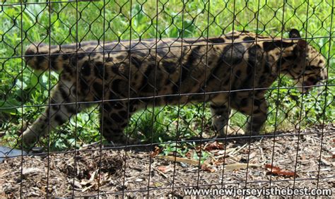 Clouded Leopard At The Turtle Back Zoo New Jersey Is The Best