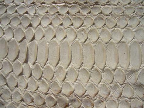 Texture Of Exotic Leather Python Skin White Snakes Stock Photo